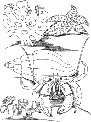 Hermit Crab And Star Fish Coloring Page